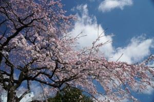 宝珠寺　しだれ桜⑤